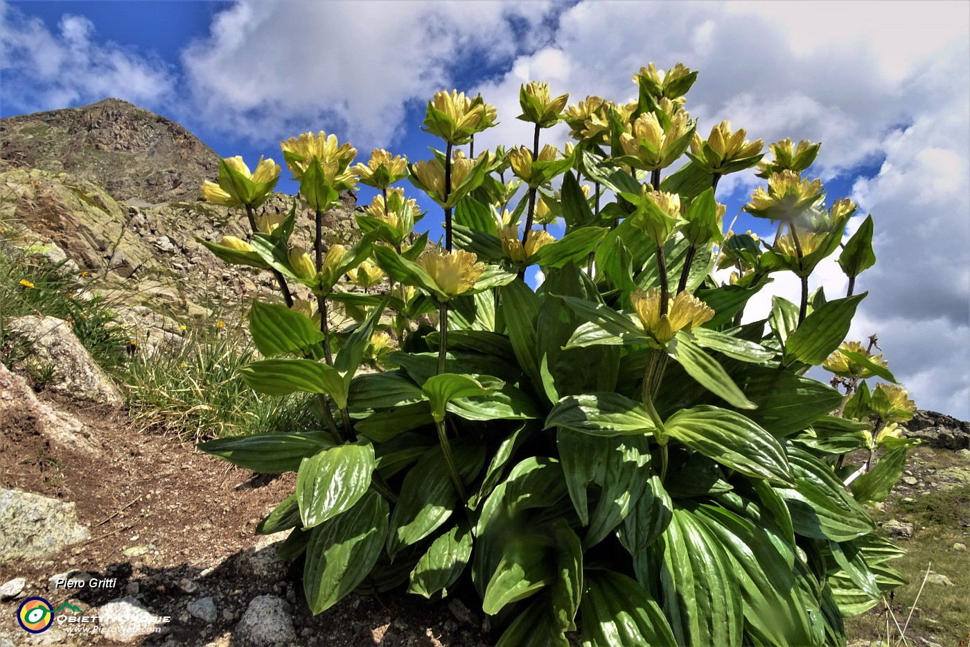 21 Bellissimo bouquet di Gentiana punctata (Genziana punteggiata).JPG -                                